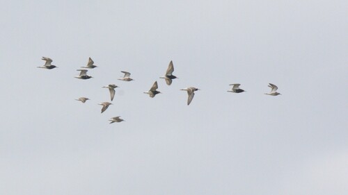 iNaturalist image