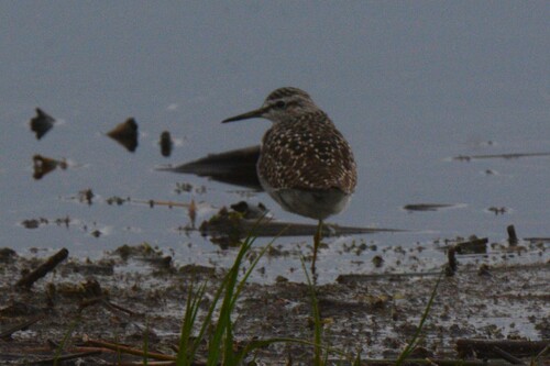 iNaturalist image