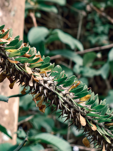 Madagascar Ocotillo