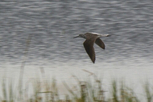 iNaturalist image