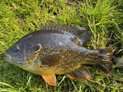 Lepomis gibbosus × cyanellus