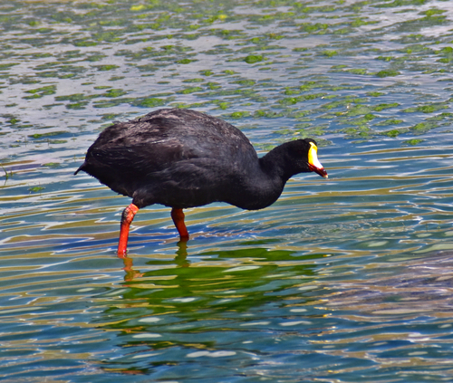 Giant Coot (Fulica gigantea), photo 7