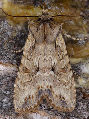 Lithophane disposita