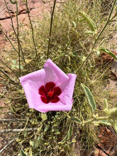 Hibiscus leptocladus, 2026-05-22