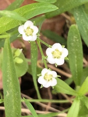 Moehringia macrophylla