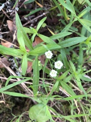 Moehringia macrophylla