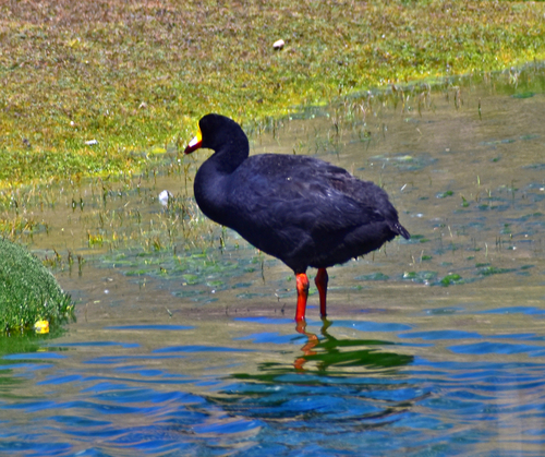 Giant Coot (Fulica gigantea), photo 8