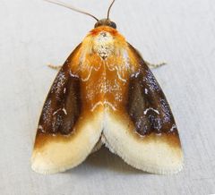 Chrysoecia scira