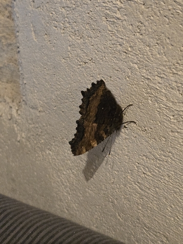 Large Tortoiseshell