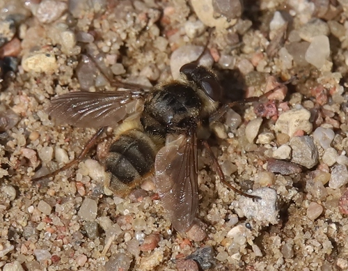Hypoderma, 2026-05-14