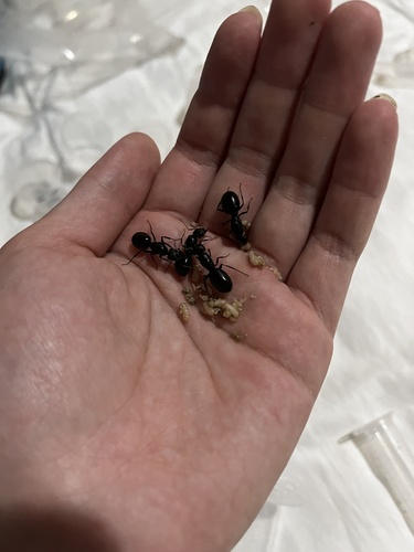 Tanaemyrmex