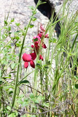 Lathyrus splendens