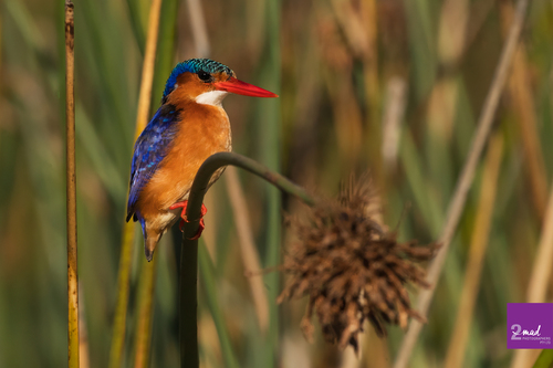 iNaturalist image