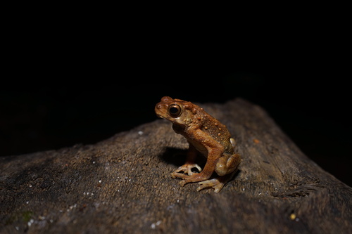 Asian Yellow-spotted Climbing Toad