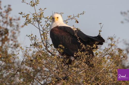 iNaturalist: (c) Ákos Lumnitzer, some rights reserved (CC BY-NC), uploaded by Ákos Lumnitzer iNaturalist image