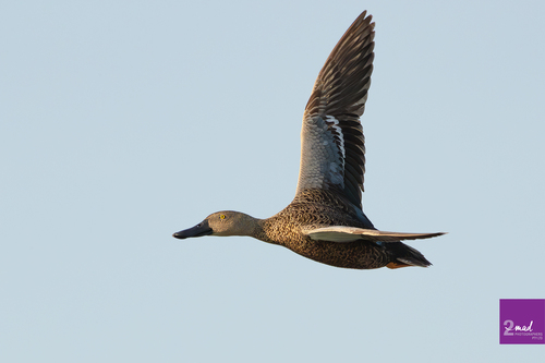 iNaturalist image