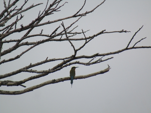 Blue-tailed Bee-eater