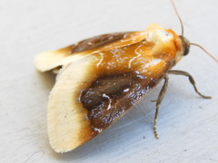 Chrysoecia scira