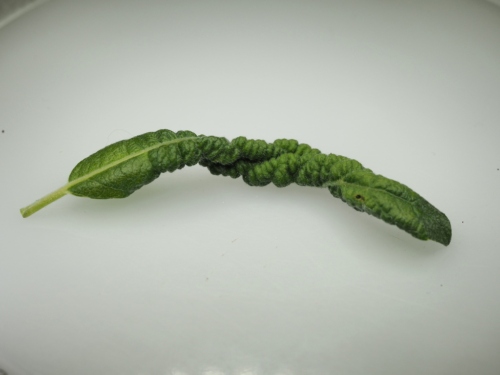 Euura leucapsis