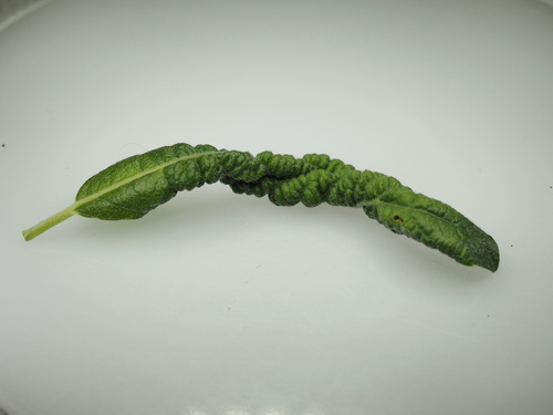 Phyllocolpa leucapsis
