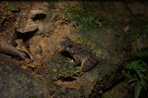 Rough-backed River Frog