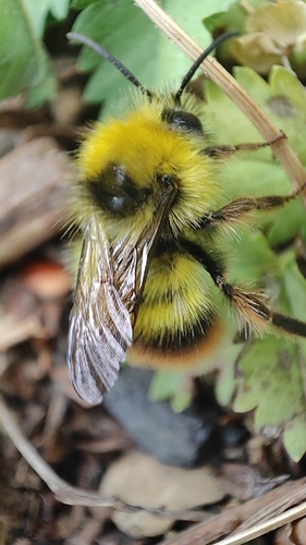 Early Bumble Bee