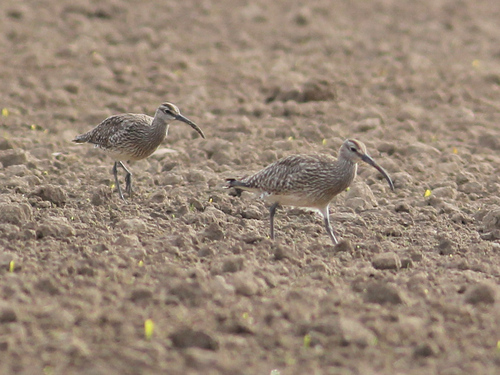 iNaturalist image