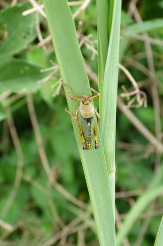 Variegated grasshopper