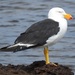 Pacific Gull - Photo (c) Daniel Kurek, some rights reserved (CC BY-NC), uploaded by Daniel Kurek