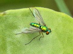 Chrysosoma globiferum