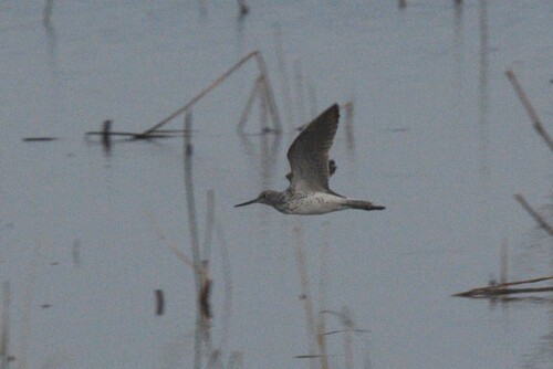 iNaturalist image