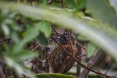 Picumnus nebulosus