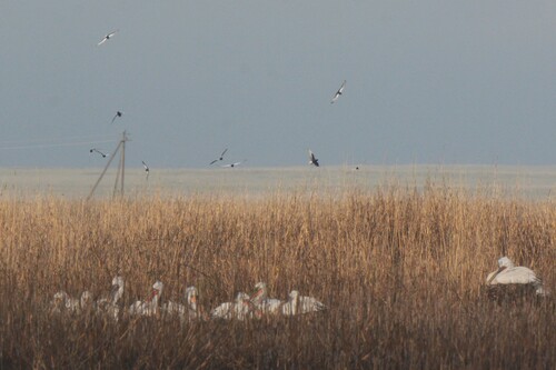 iNaturalist image