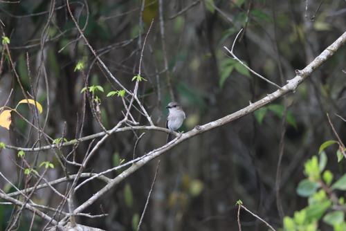 Mangrove Whistler