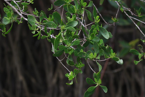 White-flowered black mangrove