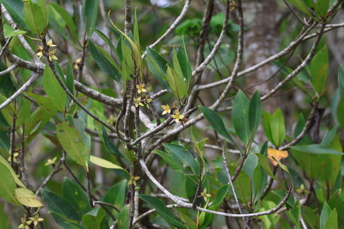 Tall-stilt Mangrove