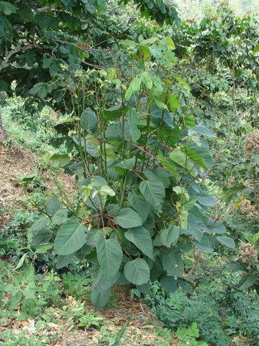 Image of Alchornea latifolia by (c) Alexis López Hernández, some rights reserved (CC BY)