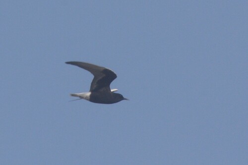 iNaturalist image