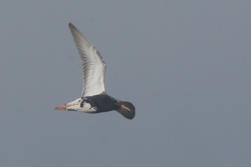 iNaturalist image