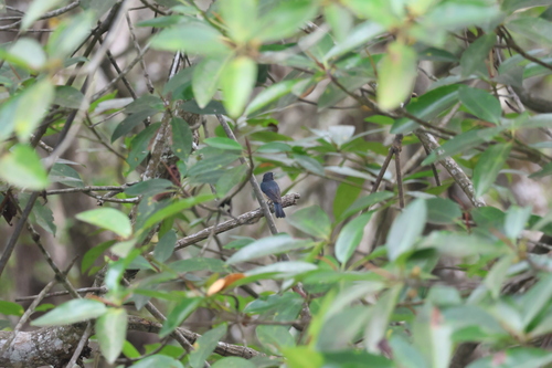 Mangrove Blue Flycatcher