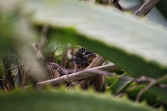 Picumnus nebulosus