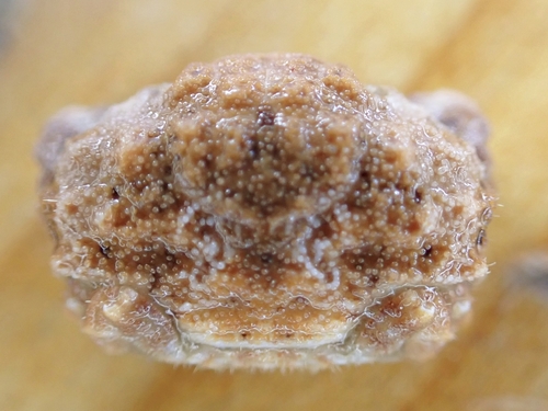 Psaumis cavipes observed 2026-06-04