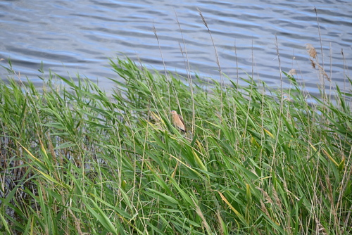 iNaturalist image