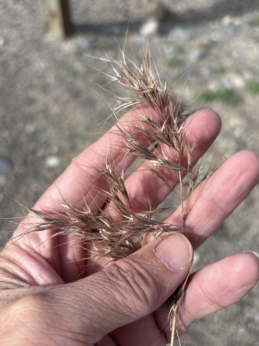 Bromus tectorum iNat (2)