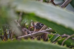 Picumnus nebulosus
