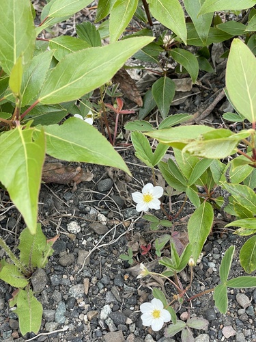 Virginia strawberry