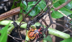 Spartocerini