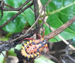 Spartocerini