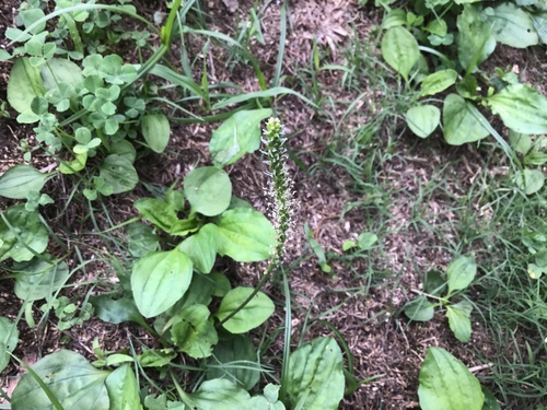 Plantago formosana iNat (2)