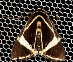 Fodina ostorius